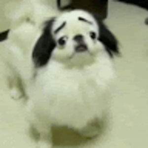 Meet your Posher, Olga